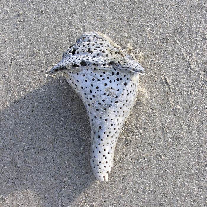 Shell with lots of small holes