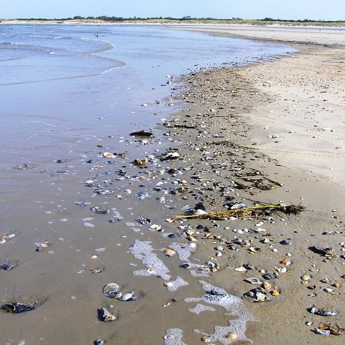 Shells on beach