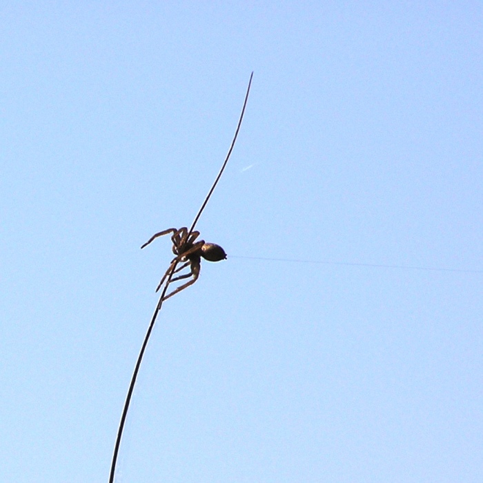 Spider on grass with web sticking of of its behind