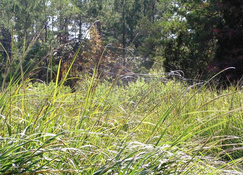 Grasses with webs stretching among them