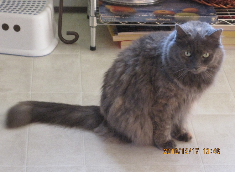 Asha, a long-haired gray cat