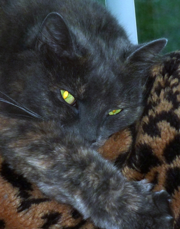 Close-up of Asha's eyes