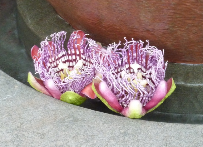 Two passion flowers on water