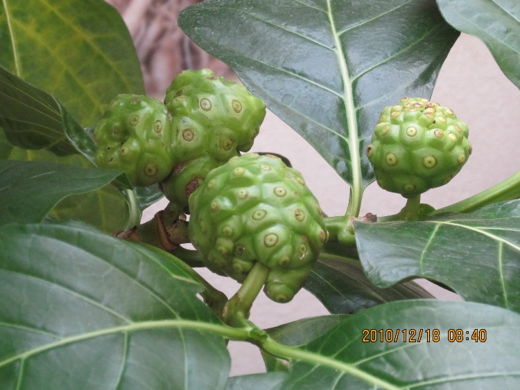 Knobby looking fruit pod