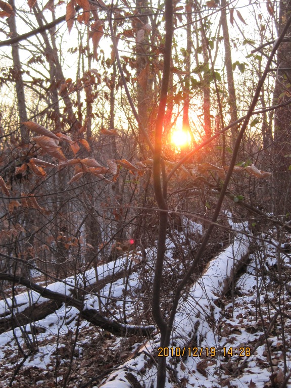 Low sun through the trees