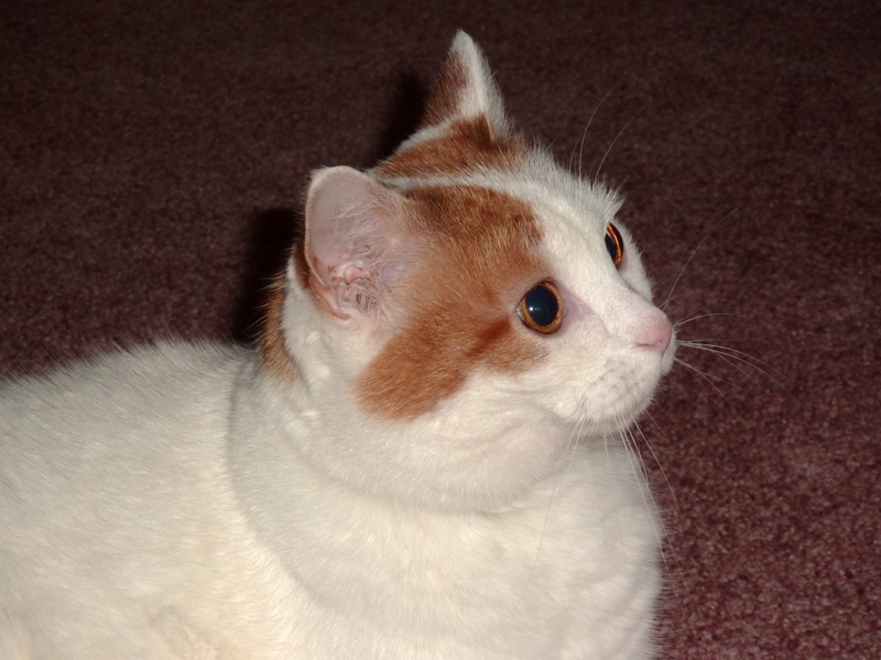 White cat with a patch of beige on its head