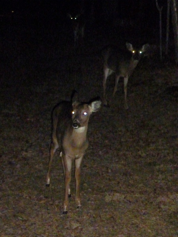 Deer near our cabin in the dark