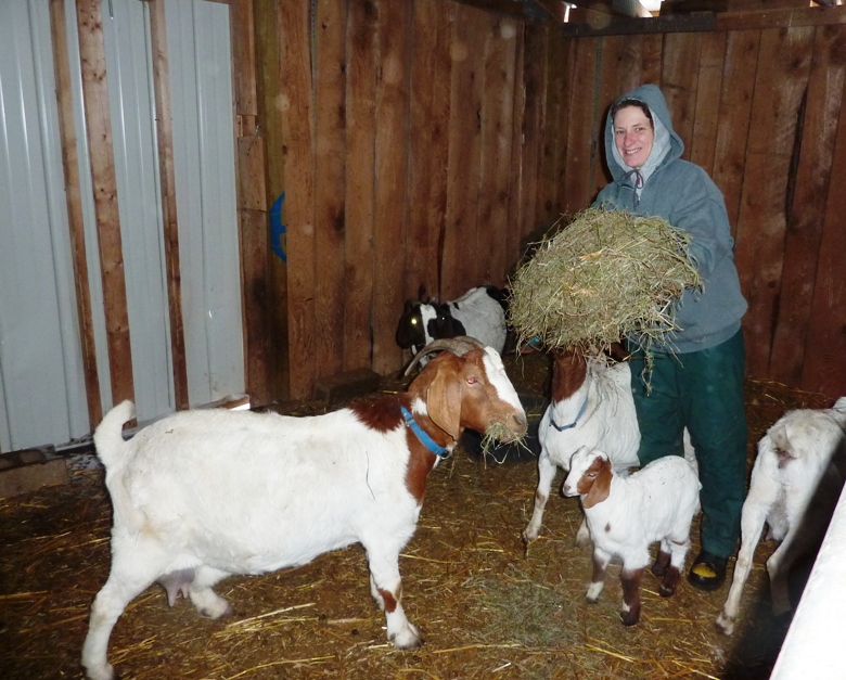 Laah feeding hay to the goats