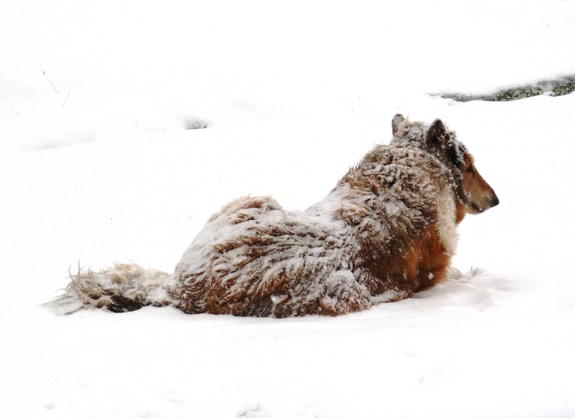 Toby, a collie, in the snow