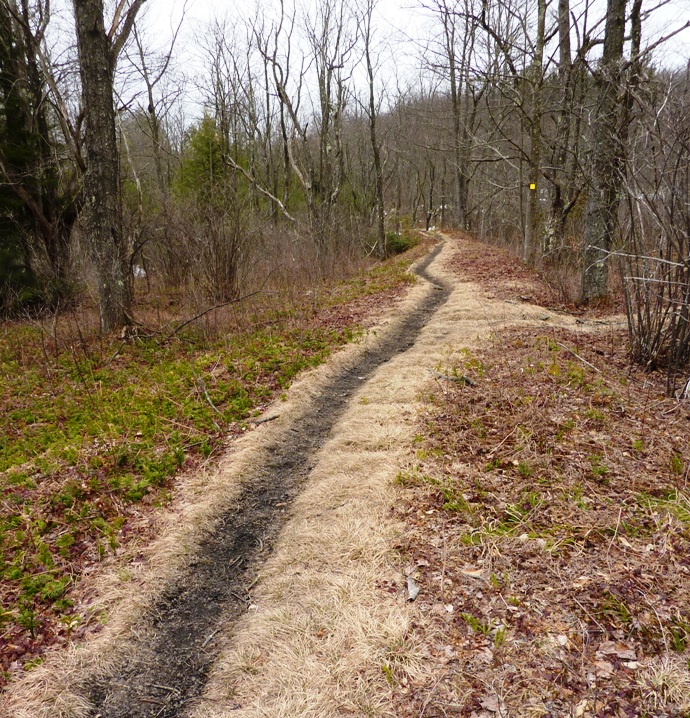 Dark trail with light-colored vegetation bordering it