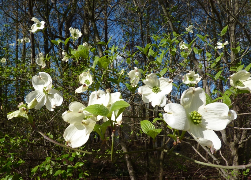 Dogwood flowers at Trussum Pond