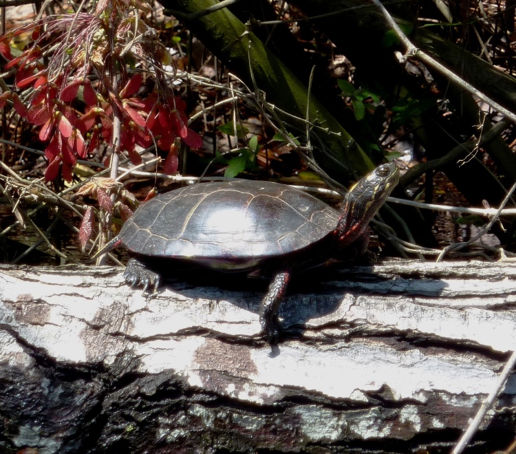 Red-eared slider turtle on log