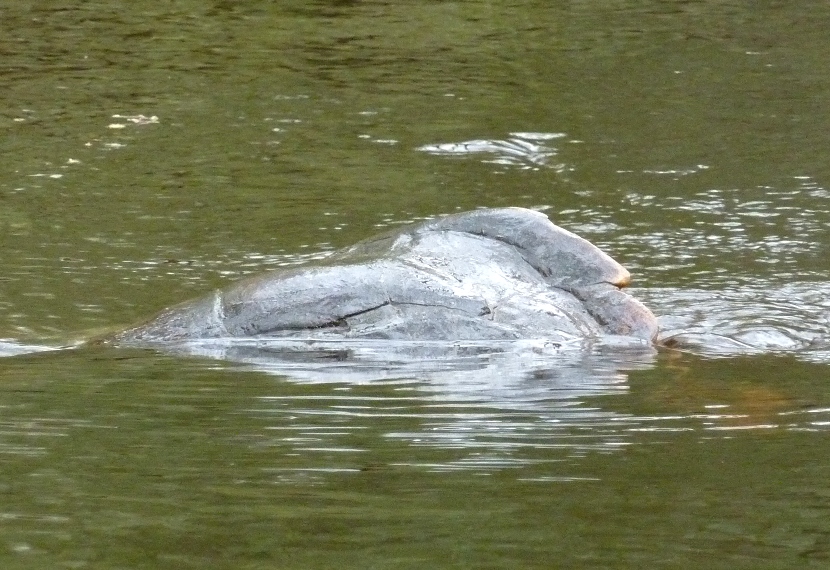 Large turtle shell in the water