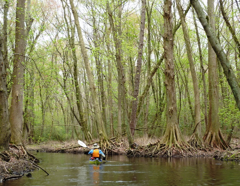 Suzanne paddling in a heavily wooded area