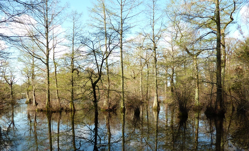 Cypress trees in the water