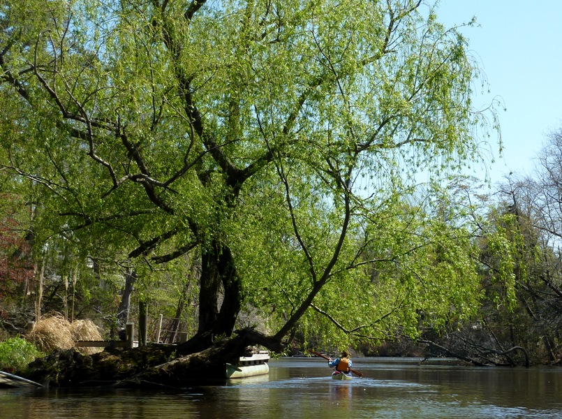 Suzanne kayaking past a willow tree in someone's yard