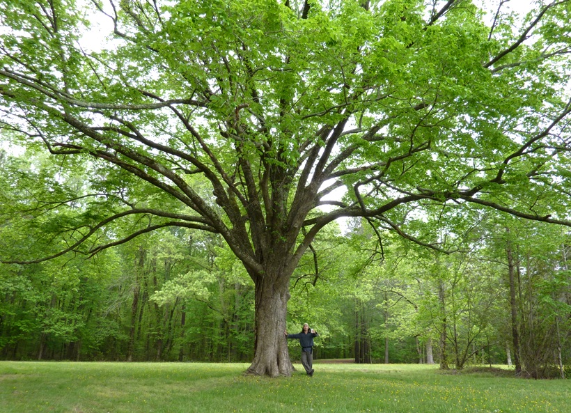 Me next to a really big, symmetrical tree