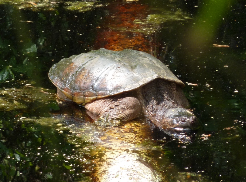 Big turtle on log