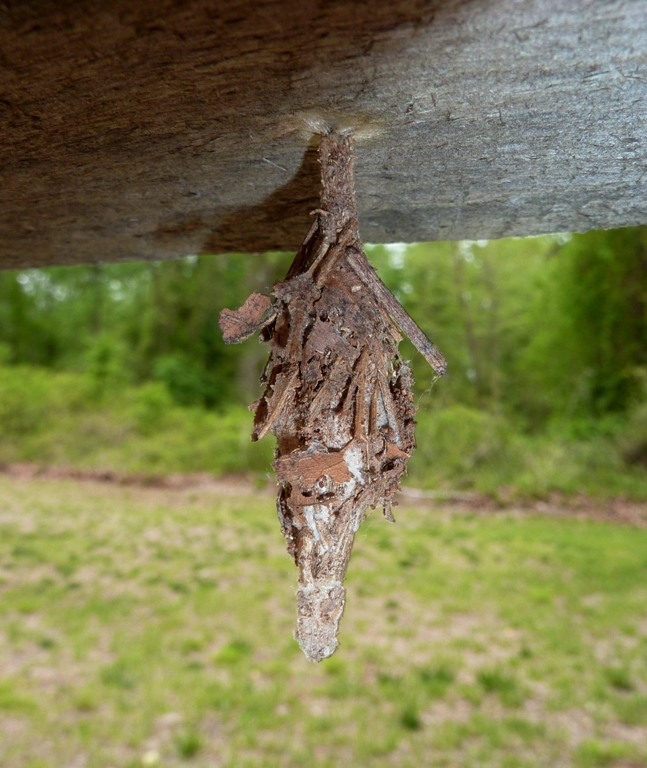 Bag worm house attached under rail