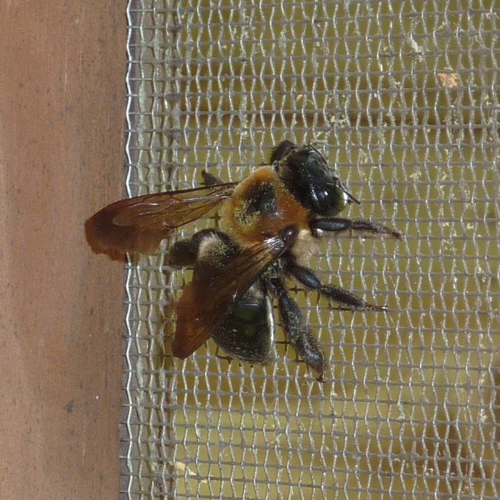 Bumble bee on screen