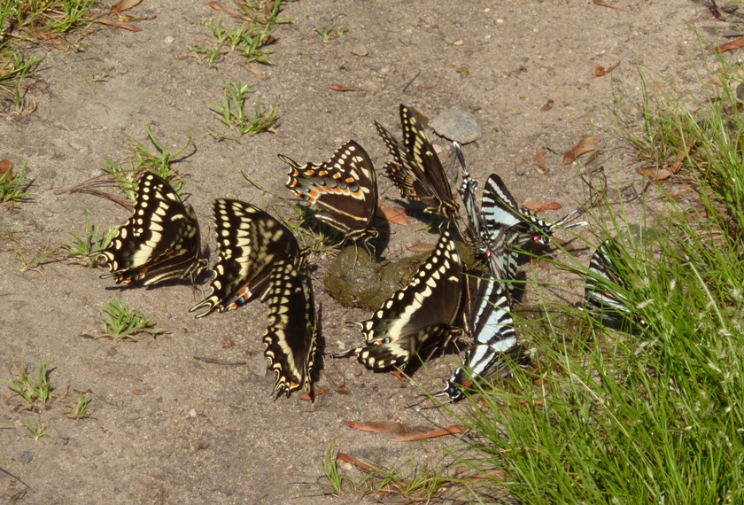 Butterflies on poo