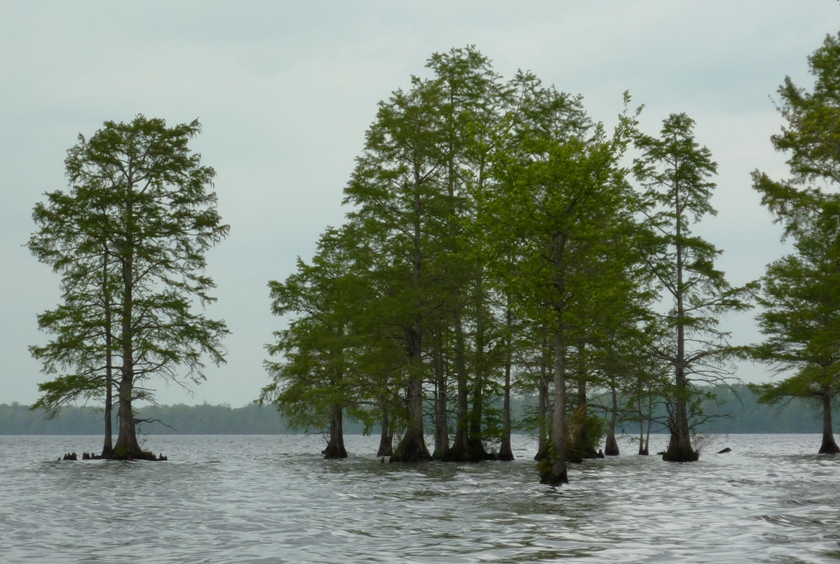 Cypress trees surrounded by water