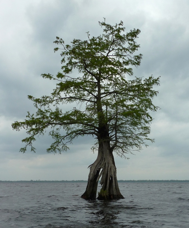 Tree with split base that you can see through