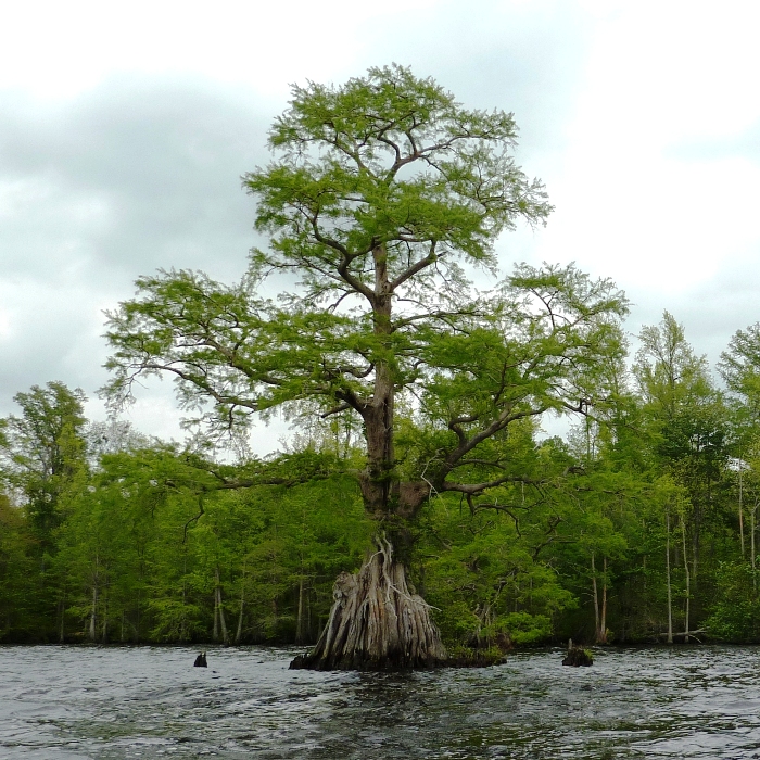 Big tree with cage-like base