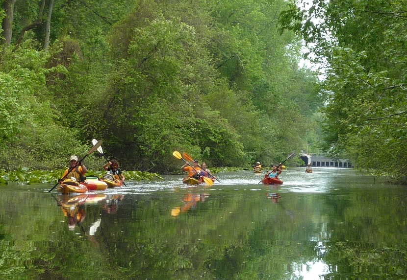 Group of kayakers paddling head on in lush green setting