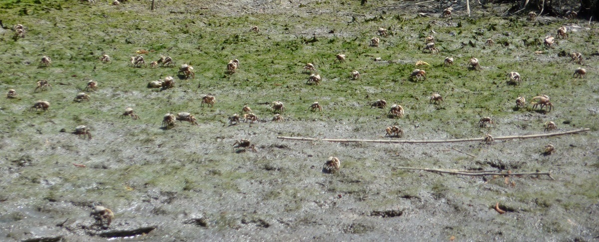 Numerous fiddler crabs on mud