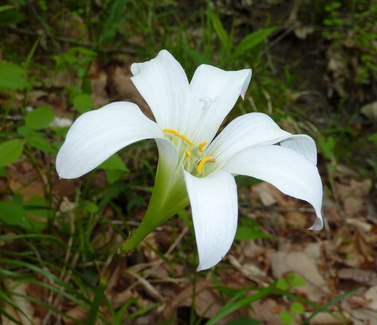 Big white flower