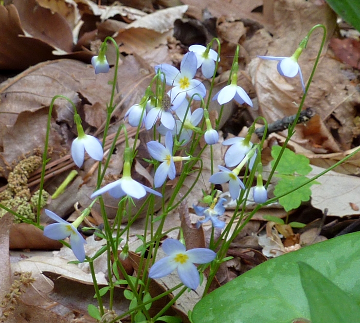 Small blue flowers