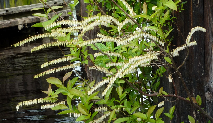 Small, hanging white flowers