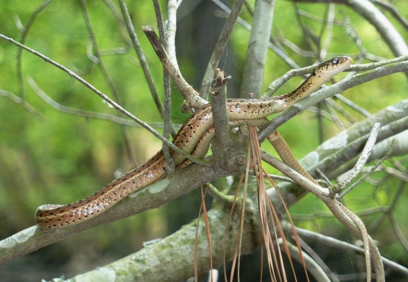 Garter snake in tree