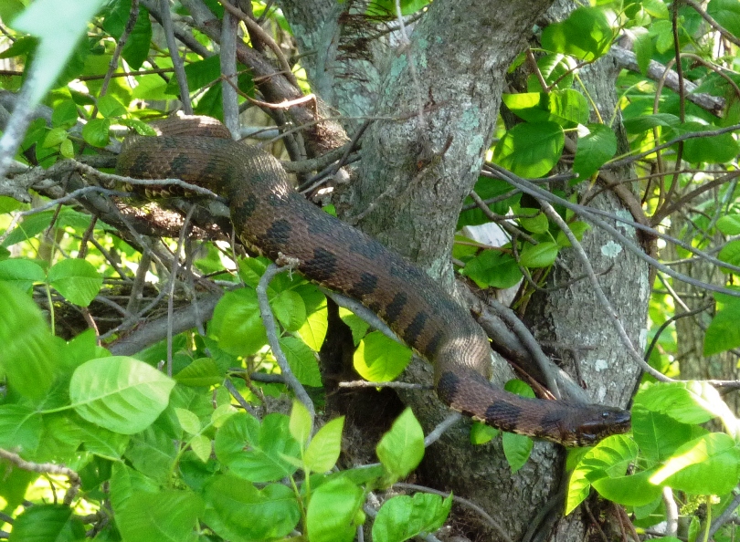 Big northern water snake in a tree