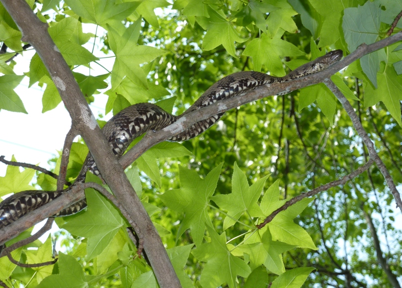 Upward view of northern water snake in tree