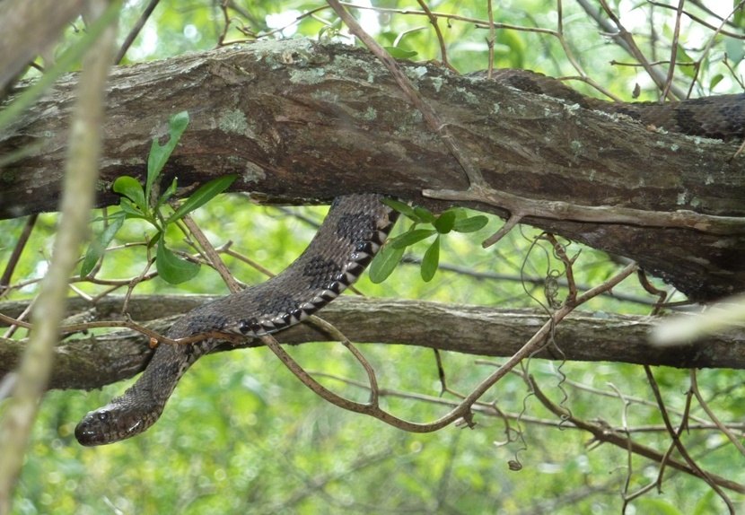 Northern water snake with head hanging low