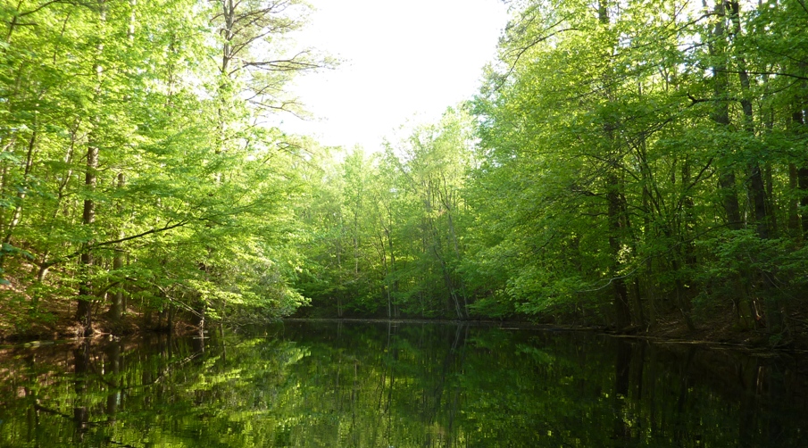 Lots of greenery by the water