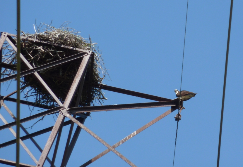 Osprey and next on power line and tower