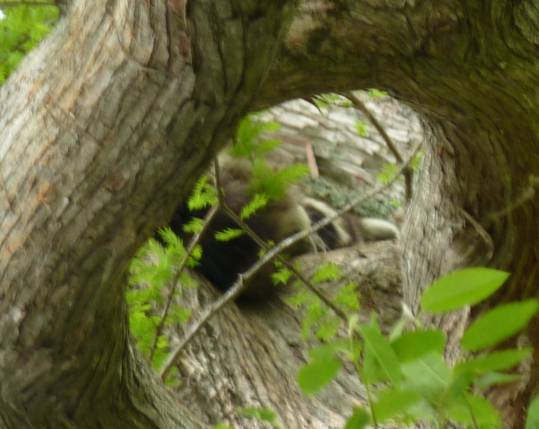 Sleeping racoon in tree