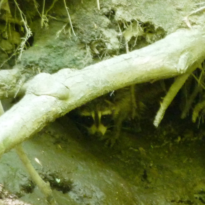 Raccoon under tree