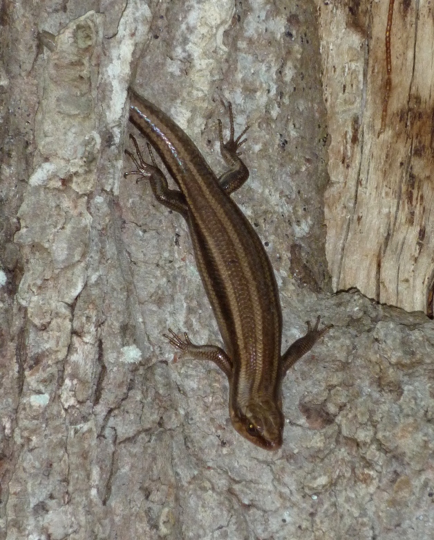 Brown skink in tree