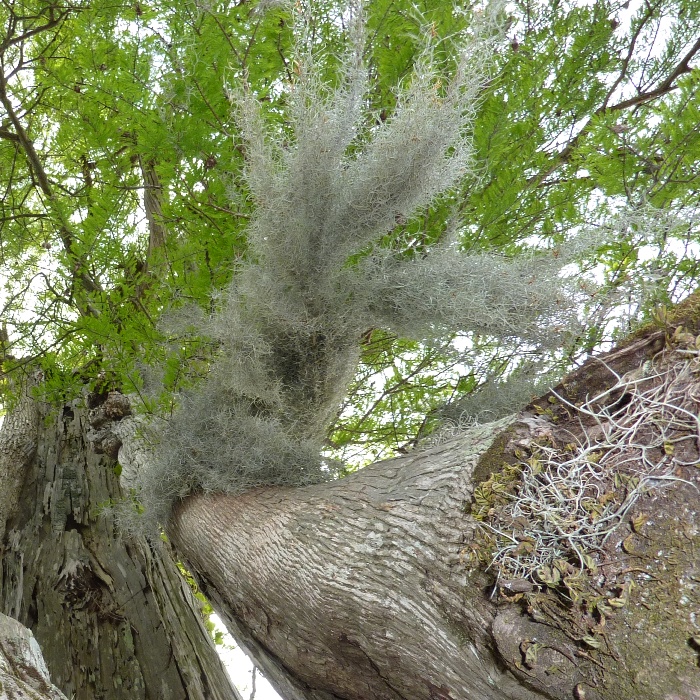 Upward view of tree with Spanish Moss hanging