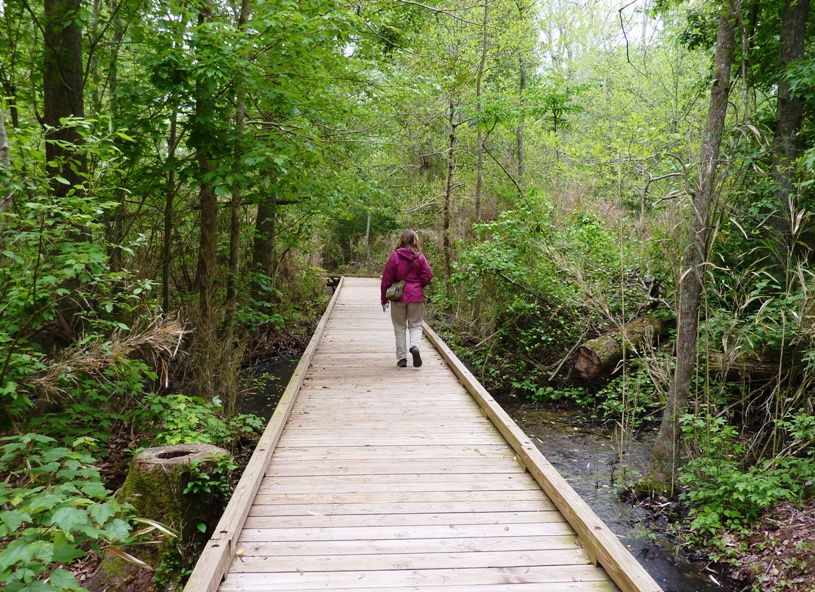 Norma walking on the swamp boardwalk