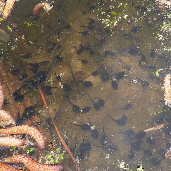 Dozens of tadpoles