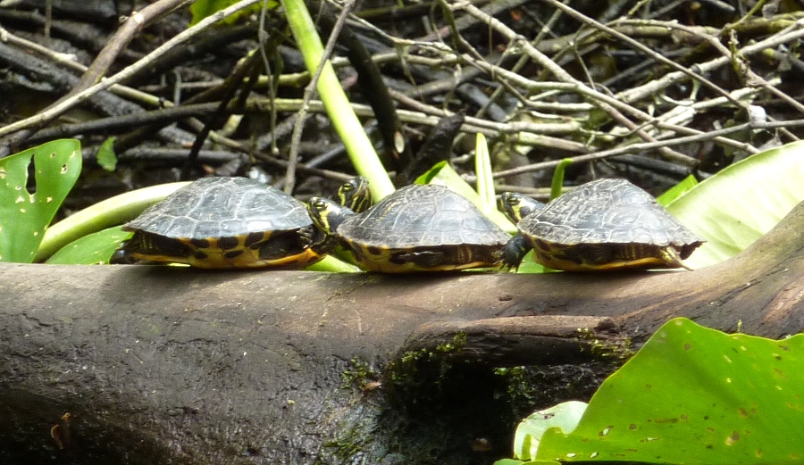 Three turtles on log