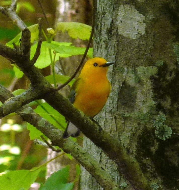 Small, yellow songbird...a Prothonotary Warbler