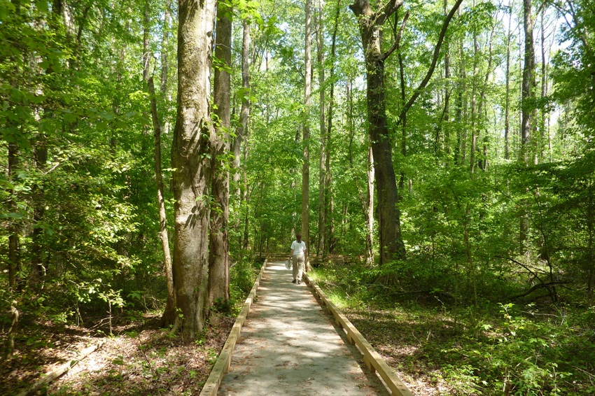 Norma walking on boardwalk surrounded by trees