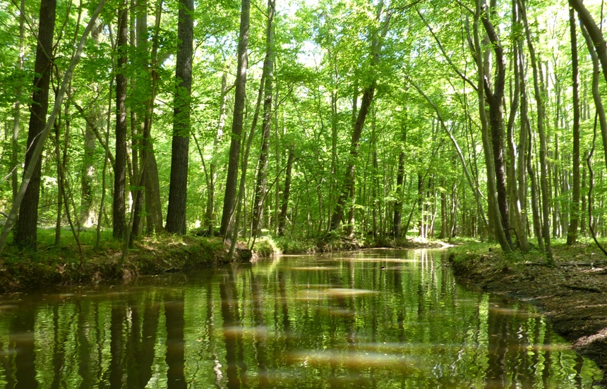 Very green, sheltered, and shaded paddling