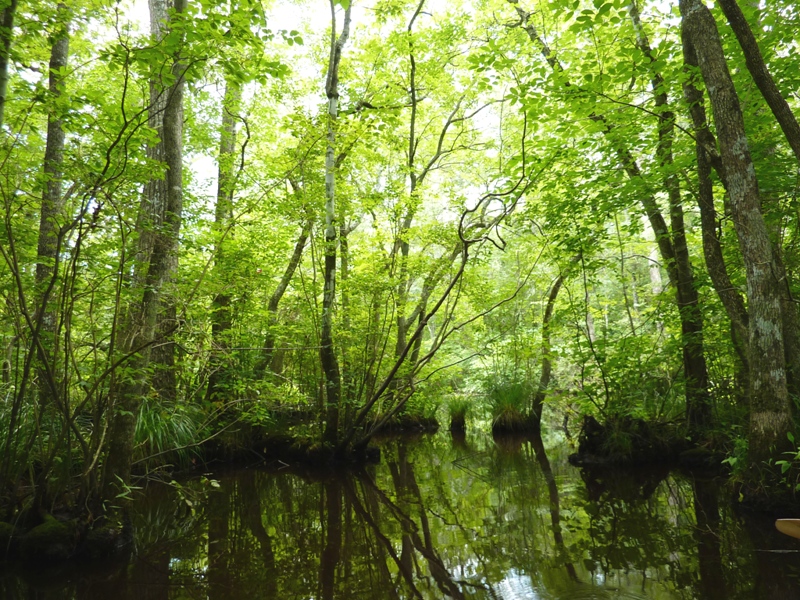 Very wooded section of Dividing Creek